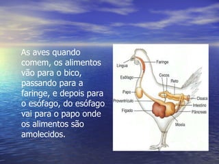 As aves quando comem, os alimentos vão para o bico, passando para a faringe, e depois para o esófago, do esófago vai para o papo onde os alimentos são amolecidos.  