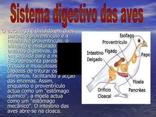 O estômago é dividido em duas partes: o proventrículo e a moela. No proventrículo, o alimento é misturado a enzimas digestivas, passando em seguida para a moela. Esta apresenta paredes grossas e musculosas, capazes de triturar os alimentos, facilitando a acção das enzimas. Assim, enquanto o proventrículo actua como um "estômago químico", a moela actua como um "estômago mecânico". O intestino das aves abre-se na cloaca.   Sistema digestivo das aves Sistema digestivo das aves 