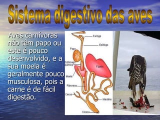 Aves carnívoras não têm papo ou este é pouco desenvolvido, e a sua moela é geralmente pouco musculosa, pois a carne é de fácil digestão.  Sistema digestivo das aves 