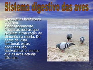 Muitas aves herbívoras engolem propositadamente pequenas pedras que auxiliam a trituração do alimento na moela. Do ponto de vista funcional, essas pedrinhas são equivalentes a dentes que as aves actuais não têm.   Sistema digestivo das aves 