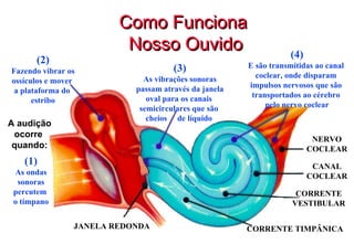 Como Funciona  Nosso Ouvido (2) Fazendo vibrar os ossículos e mover  a plataforma do  estribo (3) As vibrações sonoras passam através da janela oval para os canais  semicirculares que são  cheios  de líquido  (1) As ondas sonoras percutem  o tímpano JANELA REDONDA (4) E são transmitidas ao canal  coclear, onde disparam  impulsos nervosos que são  transportados ao cérebro  pelo nervo coclear NERVO COCLEAR CANAL COCLEAR CORRENTE VESTIBULAR CORRENTE TIMPÂNICA A audição ocorre  quando: 