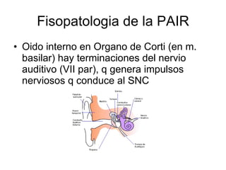 Fisopatologia de la PAIR Oido interno en Organo de Corti (en m. basilar) hay terminaciones del nervio auditivo (VII par), q genera impulsos nerviosos q conduce al SNC  