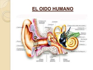 EL OIDO HUMANO
 