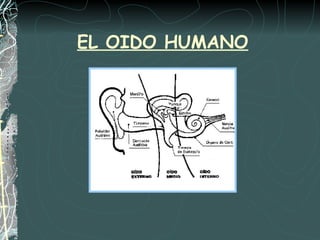 EL OIDO HUMANO 