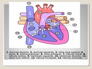 1. Aurícula derecho, 2. Aurícula izquierdo, 3. Vena cava superior,4.
  Aorta, 5. Arteria pulmonar, 6. Vena pulmonar, 7. Válvula mitral, 8.
  Válvula aórtica, 9. Ventrículo izquierdo, 10. Ventrículo derecho, 11.
  Vena cava inferior, 12. Válvula tricúspide, 13. Válvula pulmonar
 