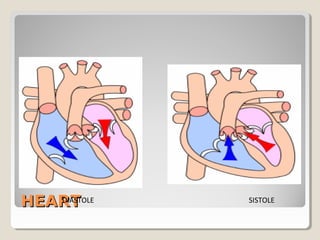 HEART
   DIASTOLE   SISTOLE
 