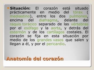 Situación:     El corazón está situado
 prácticamente en medio del tórax (
 mediastino), entre los dos pulmones,
 encima del diafragma, delante del
 raquis torácico separado de las vértebras
 por el esófago y la aorta, y detrás del
 esternón y de los cartílagos costales. El
 corazón se fija en esta situación por
 medio de los grandes vasos que salen y
 llegan a él, y por el pericardio.



Anatomía del corazón
 