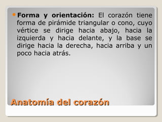 Forma    y orientación: El corazón tiene
 forma de pirámide triangular o cono, cuyo
 vértice se dirige hacia abajo, hacia la
 izquierda y hacia delante, y la base se
 dirige hacia la derecha, hacia arriba y un
 poco hacia atrás.




Anatomía del corazón
 