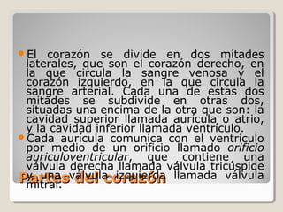 El  corazón se divide en dos mitades
 laterales, que son el corazón derecho, en
 la que circula la sangre venosa y el
 corazón izquierdo, en la que circula la
 sangre arterial. Cada una de estas dos
 mitades se subdivide en otras dos,
 situadas una encima de la otra que son: la
 cavidad superior llamada aurícula o atrio,
 y la cavidad inferior llamada ventrículo.
Cada aurícula comunica con el ventrículo
 por medio de un orificio llamado orificio
 auriculoventricular, que contiene una
 válvula derecha llamada válvula tricúspide
Partesválvula izquierda llamada válvula
 y una del corazón
 mitral.
 