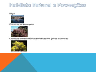 Régua
Charnecas secas europeias
Charnecas oromediterrânicas endémicas com giestas espinhosas
 