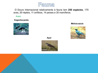 O Douro Internacional relativamente à fauna tem 250 espécies, 170
aves, 20 répteis, 11 anfíbios, 14 peixes e 35 mamíferos.
Aves:
Cegonha-preta
Melros-azuis
Açor
 
