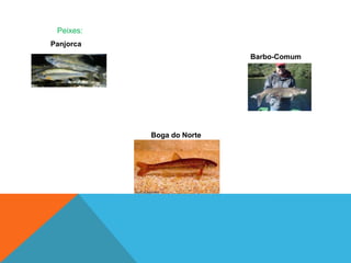 Peixes:
Panjorca
Barbo-Comum
Boga do Norte
 