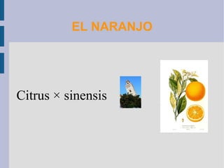 EL NARANJO Citrus × sinensis 