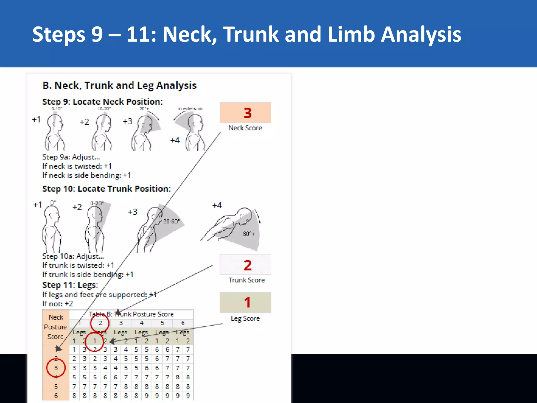 Steps 9 – 11: Neck, Trunk and Limb Analysis

 