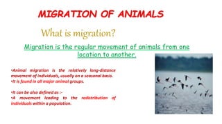 Migration is the regular movement of animals from one
location to another.
What is migration?
•Animal migration is the relatively long-distance
movement of individuals, usually on a seasonal basis.
•It is found in all major animal groups.
•It can be also defined as :-
•A movement leading to the redistribution of
individuals within a population.
MIGRATION OF ANIMALS
 