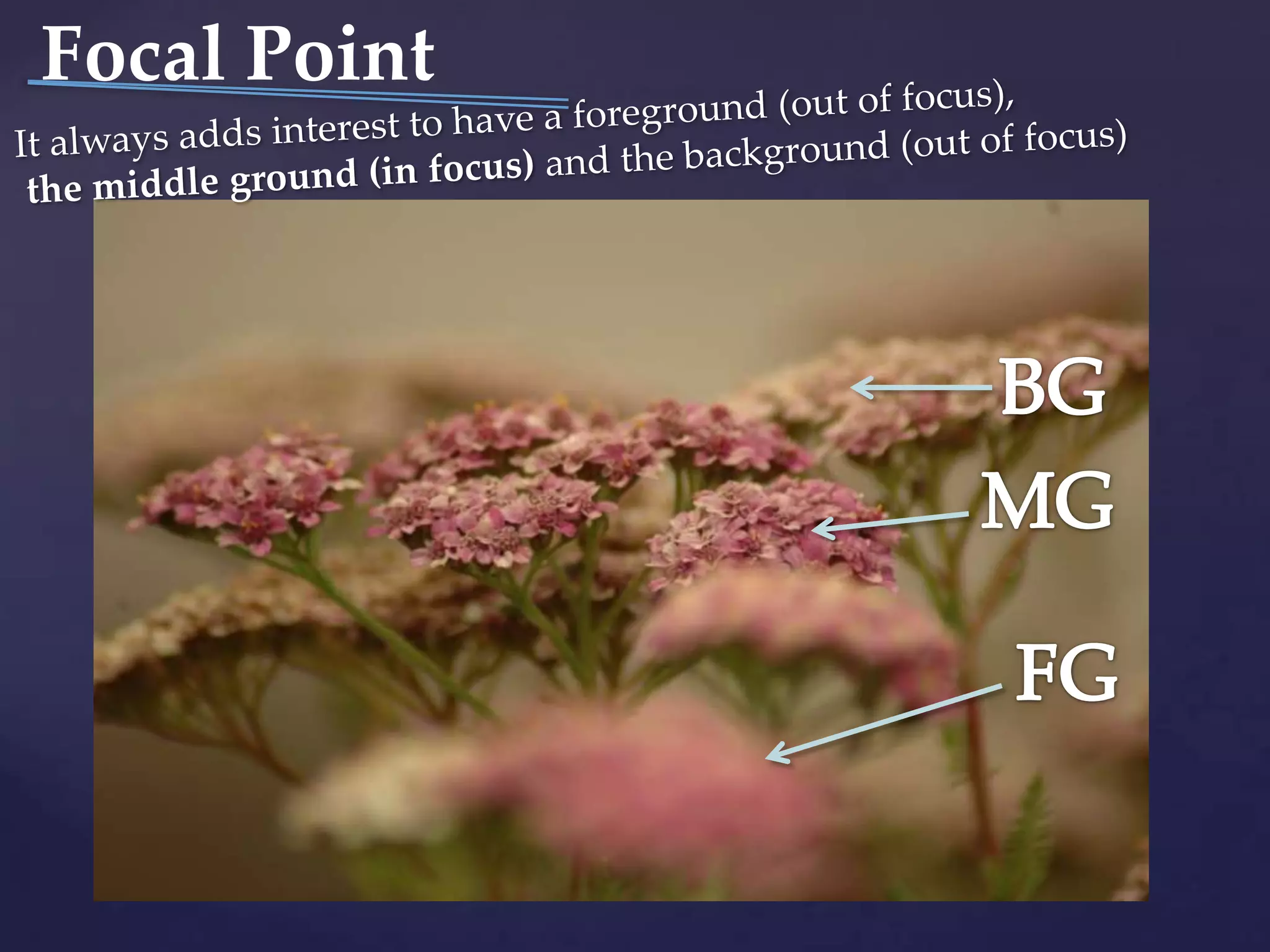 Focal PointIt always adds interest to have a foreground (out of focus),the middle ground (in focus) and the background (out of focus)BGMGFG