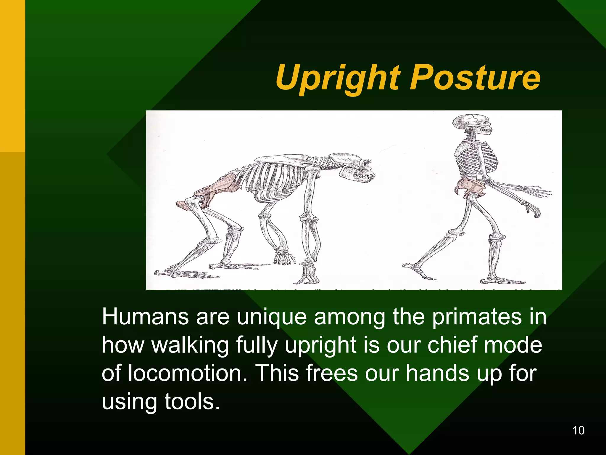 Upright Posture 
Humans are unique among the primates in 
how walking fully upright is our chief mode 
of locomotion. This frees our hands up for 
using tools. 
10 
 