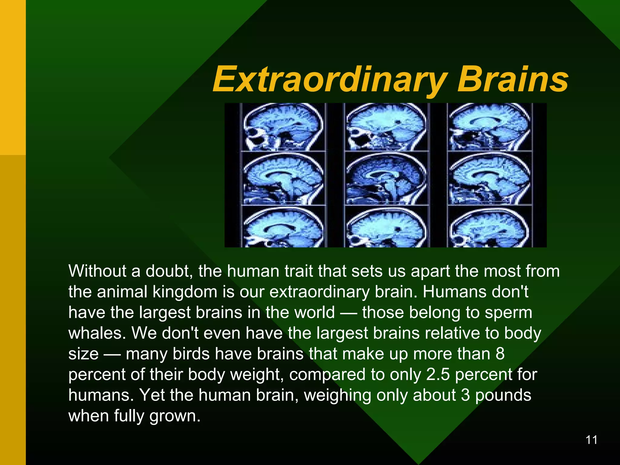 Extraordinary Brains 
Without a doubt, the human trait that sets us apart the most from 
the animal kingdom is our extraordinary brain. Humans don't 
have the largest brains in the world — those belong to sperm 
whales. We don't even have the largest brains relative to body 
size — many birds have brains that make up more than 8 
percent of their body weight, compared to only 2.5 percent for 
humans. Yet the human brain, weighing only about 3 pounds 
when fully grown. 
11 
 