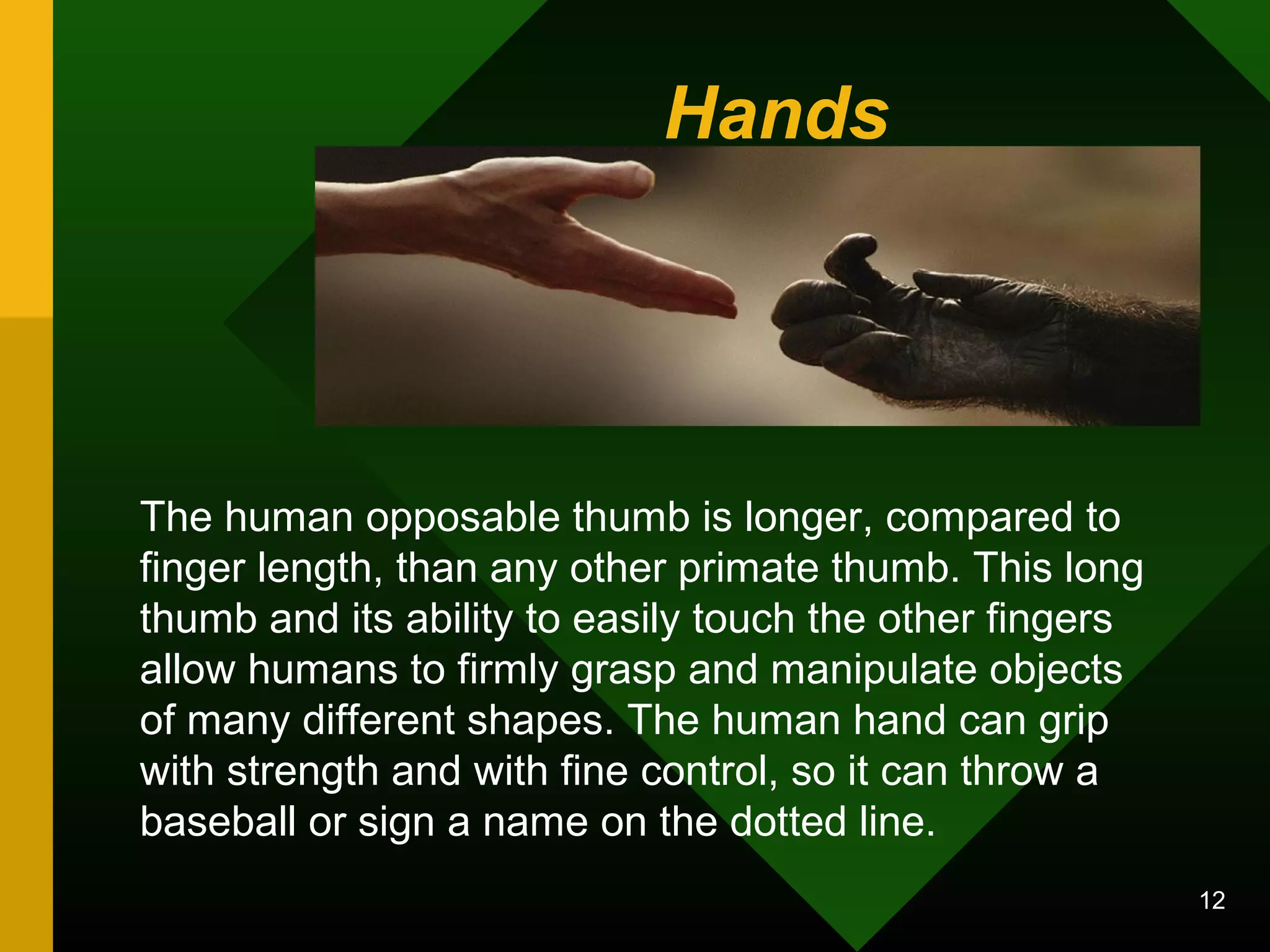 Hands 
The human opposable thumb is longer, compared to 
finger length, than any other primate thumb. This long 
thumb and its ability to easily touch the other fingers 
allow humans to firmly grasp and manipulate objects 
of many different shapes. The human hand can grip 
with strength and with fine control, so it can throw a 
baseball or sign a name on the dotted line. 
12 
 