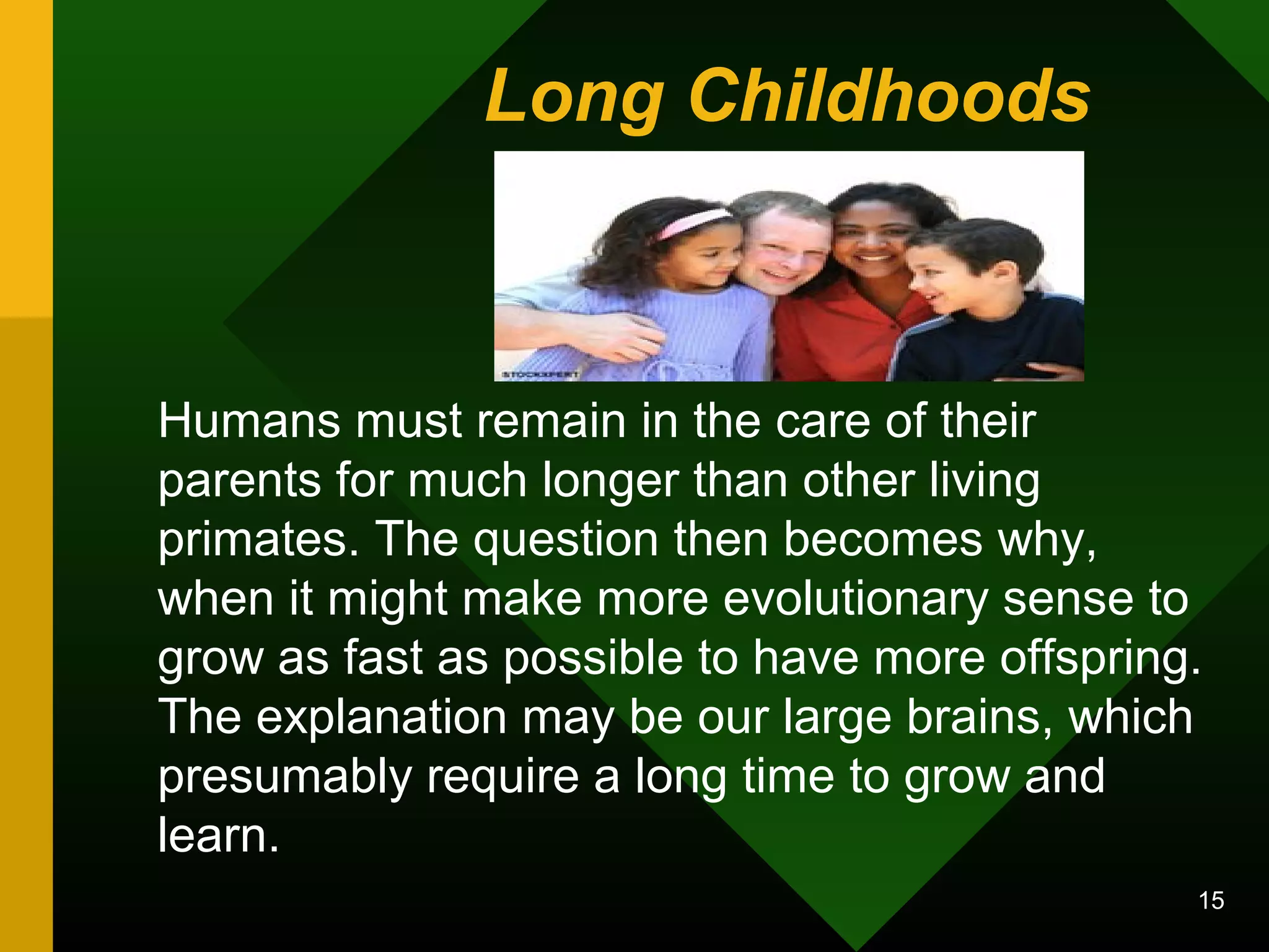 Long Childhoods 
Humans must remain in the care of their 
parents for much longer than other living 
primates. The question then becomes why, 
when it might make more evolutionary sense to 
grow as fast as possible to have more offspring. 
The explanation may be our large brains, which 
presumably require a long time to grow and 
learn. 
15 
 