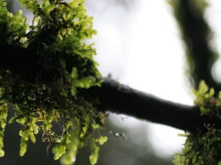 Rulesofcompositionandnature