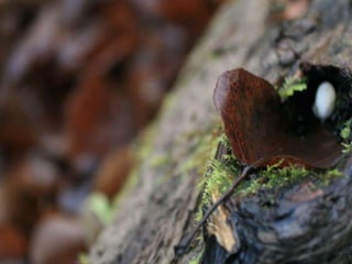 Rulesofcompositionandnature