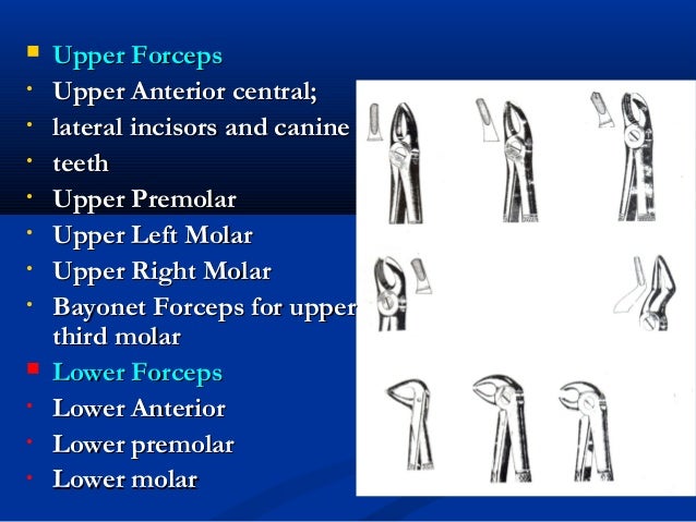 primary tooth chart