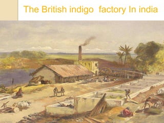 The British indigo factory In india
 