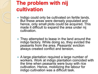The problem with nij
cultivation
 Indigo could only be cultivated on fertile lands.
But these areas were densely populated and
hence, only small plots could be acquired. This
made it difficult to expand the area under nij
cultivation.
 They attempted to lease in the land around the
indigo factory. While doing so, they evicted the
peasants from the area. Peasants’ eviction
always created conflict and tension.
 A large plantation required a large number of
workers. Work at indigo plantation coincided with
the time when peasants were busy with rice
cultivation. Hence, mobilizing the labour for
indigo cultivation was a difficult task.
 