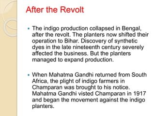 After the Revolt
 The indigo production collapsed in Bengal,
after the revolt. The planters now shifted their
operation to Bihar. Discovery of synthetic
dyes in the late nineteenth century severely
affected the business. But the planters
managed to expand production.
 When Mahatma Gandhi returned from South
Africa, the plight of indigo farmers in
Champaran was brought to his notice.
Mahatma Gandhi visted Champaran in 1917
and began the movement against the indigo
planters.
 