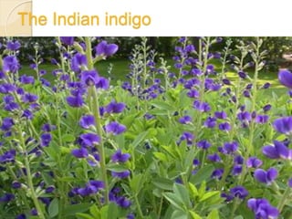 The Indian indigo
 