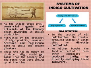  As the indigo trade grew,
commercial agents and
officials of the Company
began investing in indigo
production.
 Attracted by the prospect
of high profits, numerous
Scotsmen and Englishmen
came to India and became
planters.
 Those who had no money to
produce indigo could get
loans from the Company and
the banks that were coming
up at the time.
SYSTEMS OF
INDIGO CULTIVATION
NIJ SYSTEM
 In the system of nij
cultivation, the planter
produced indigo in lands
that he directly
controlled.
 He either bought the
land or rented it from
other zamindars -
produced indigo by
directly employing hired
labourers.
 