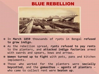 In March 1859 thousands of ryots in Bengal refused
to grow indigo.
 As the rebellion spread, ryots refused to pay rents
to the planters, and attacked indigo factories armed
with swords and spears, bows and arrows.
 Women turned up to fight with pots, pans and kitchen
implements.
 Those who worked for the planters were socially
boycotted, and the gomasthas – agents of planters –
who came to collect rent were beaten up.
 