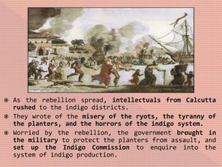  As the rebellion spread, intellectuals from Calcutta
rushed to the indigo districts.
 They wrote of the misery of the ryots, the tyranny of
the planters, and the horrors of the indigo system.
 Worried by the rebellion, the government brought in
the military to protect the planters from assault, and
set up the Indigo Commission to enquire into the
system of indigo production.
 