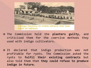  The Commission held the planters guilty, and
criticised them for the coercive methods they
used with indigo cultivators.
 It declared that indigo production was not
profitable for ryots. The Commission asked the
ryots to fulfil their existing contracts but
also told them that they could refuse to produce
indigo in future.
 
