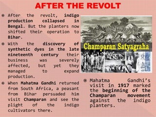  After the revolt, indigo
production collapsed in
Bengal. But the planters now
shifted their operation to
Bihar.
 With the discovery of
synthetic dyes in the late
nineteenth century their
business was severely
affected, but yet they
managed to expand
production.
 When Mahatma Gandhi returned
from South Africa, a peasant
from Bihar persuaded him
visit Champaran and see the
plight of the indigo
cultivators there.
 Mahatma Gandhi’s
visit in 1917 marked
the beginning of the
Champaran movement
against the indigo
planters.
 