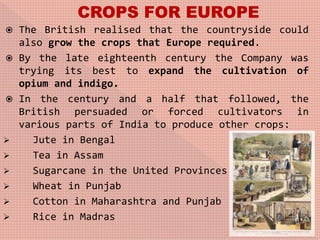  The British realised that the countryside could
also grow the crops that Europe required.
 By the late eighteenth century the Company was
trying its best to expand the cultivation of
opium and indigo.
 In the century and a half that followed, the
British persuaded or forced cultivators in
various parts of India to produce other crops:
 Jute in Bengal
 Tea in Assam
 Sugarcane in the United Provinces
 Wheat in Punjab
 Cotton in Maharashtra and Punjab
 Rice in Madras
 