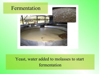 Yeast, water added to molasses to start  fermentation Fermentation 