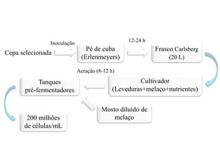 Pé de cuba
(Erlenmeyers)
Cepa selecionada
Inoculação
Frasco Carlsberg
(20 L)
Cultivador
(Leveduras+melaço+nutrientes)
12-24 h
Tanques
pré-fermentadores
Aeração (8-12 h)
200 milhões
de células/mL
Mosto diluído de
melaço
 