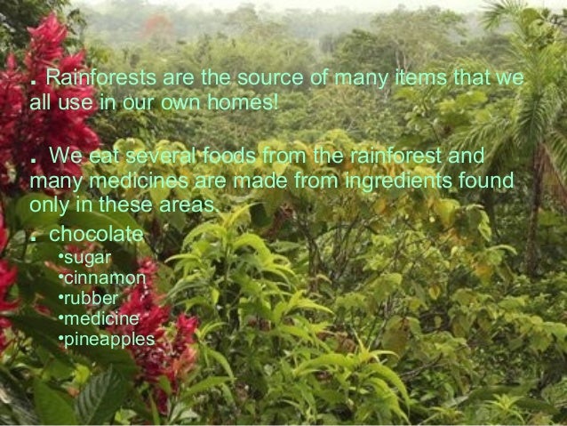 tropical rain forest
