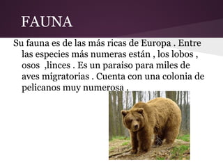 FAUNA
Su fauna es de las más ricas de Europa . Entre
  las especies más numeras están , los lobos ,
  osos ,linces . Es un paraiso para miles de
  aves migratorias . Cuenta con una colonia de
  pelicanos muy numerosa .
 