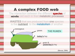 The interaction between the different  species   of   microbes   aid each in their  metabolic processes WASTES  that are produced from  one  species  is the   nutrient   to the  metabolism  of another   A complex FOOD web oseopgeus gases today’s  hay grain & yesterday’s  hay THE RUMEN (Bowen, 2006) 