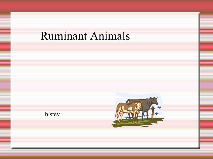 Ruminant Animals