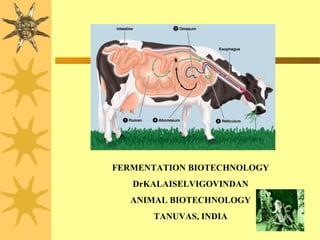 FERMENTATION BIOTECHNOLOGY
DrKALAISELVIGOVINDAN
ANIMAL BIOTECHNOLOGY
TANUVAS, INDIA
 