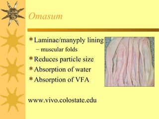 Laminae/manyply lining
– muscular folds
Reduces particle size
Absorption of water
Absorption of VFA
www.vivo.colostate.edu
Omasum
 