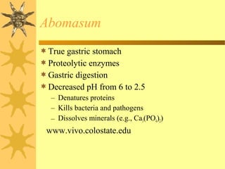 True gastric stomach
Proteolytic enzymes
Gastric digestion
Decreased pH from 6 to 2.5
– Denatures proteins
– Kills bacteria and pathogens
– Dissolves minerals (e.g., Ca3(PO4)2)
www.vivo.colostate.edu
Abomasum
 