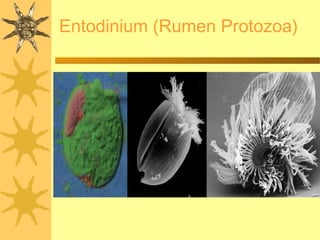 Entodinium (Rumen Protozoa)
 