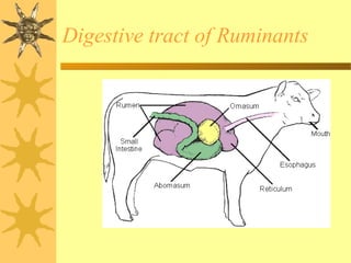 Digestive tract of Ruminants
 