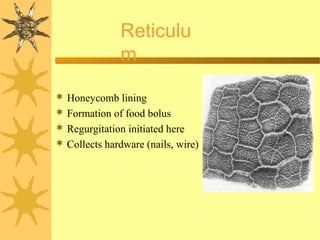 Honeycomb lining
 Formation of food bolus
 Regurgitation initiated here
 Collects hardware (nails, wire)
Reticulu
m
 