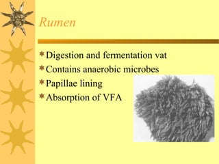 Digestion and fermentation vat
Contains anaerobic microbes
Papillae lining
Absorption of VFA
Rumen
 
